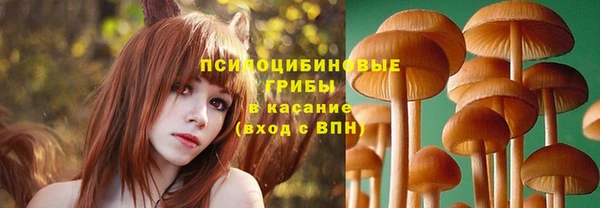 хмурый Аркадак